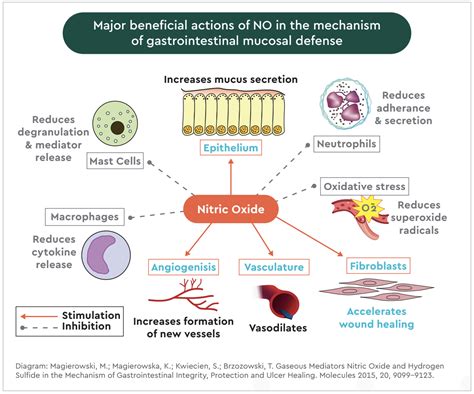 Nitric Oxide Benefits for Sex, Cardiovascular Disease, Immunity, and ...