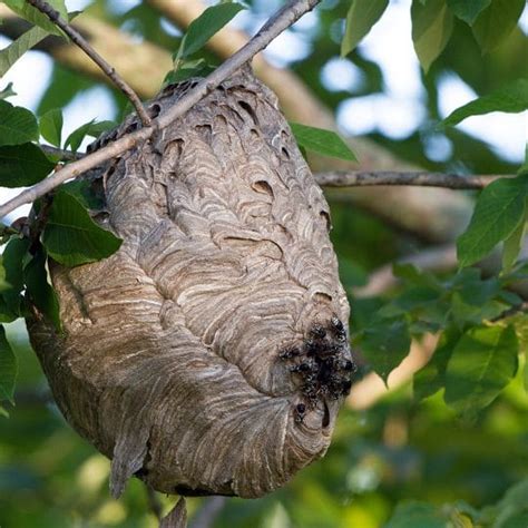 How to Remove a Yellow Jacket Nest · ExtermPRO