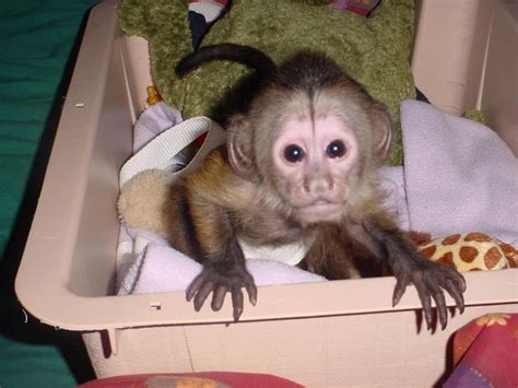 Baby Capuchin Monkeys For Adoption text me (***) ***-**** Cute looking ...