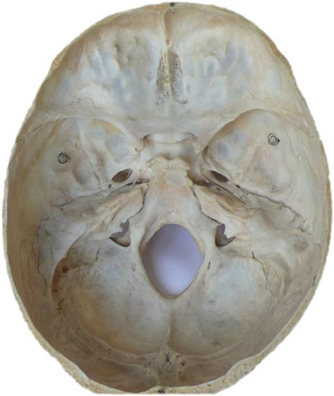 Schädelbasis