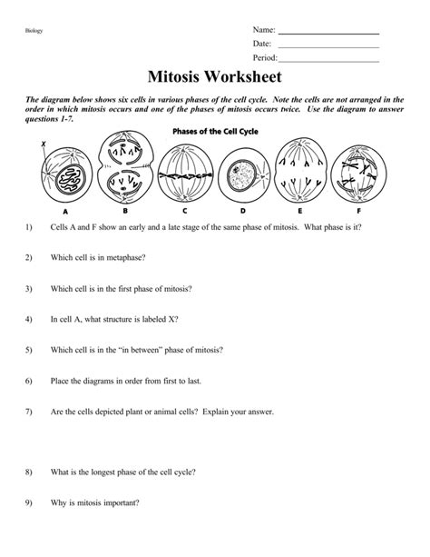 Phases Of Mitosis Worksheet Answers