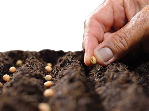 Sowing Seeds | The Institute for Creation Research