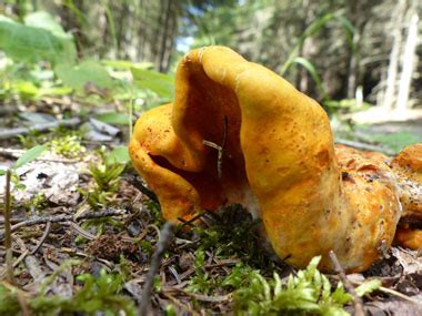 Lobster Mushroom Identification: Pictures, Habitat, Season & Spore ...