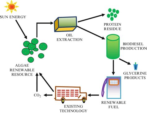 Cyclic representation of biofuel production from algae. | Download ...