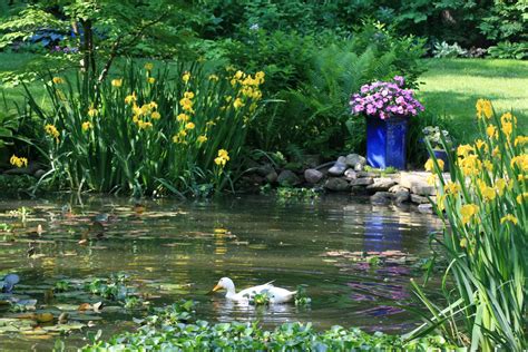 The Skillful Bee: Favorite POND plants and features zone 5-6