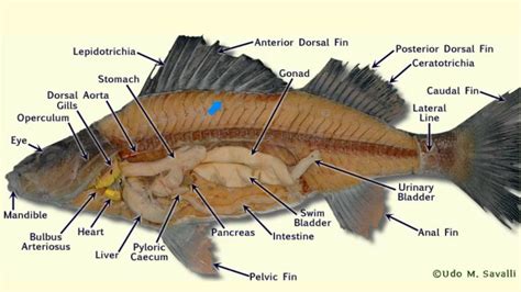 Perch Stomach