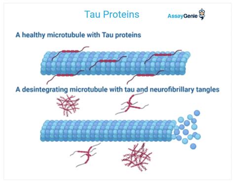 A Guide To Tau Proteins & Tauopathies - Assay Genie