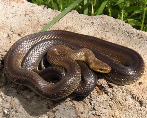 Aesculapian Ratsnake (Reptiles of Serbia - guide) · iNaturalist