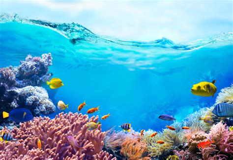 Q&A: What ancient coral reefs can tell us about our changing climate ...