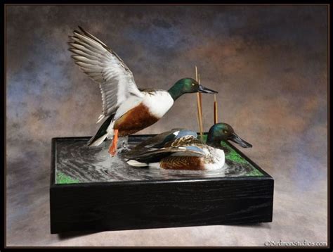 Birdman Studios Taxidermy - Waterfowlers Challenge