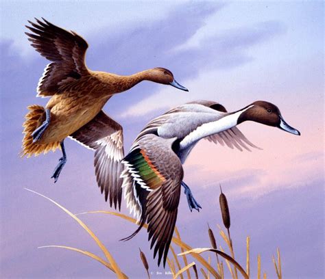 Waterfowl Paintings by Jim Killen 30 | Waterfowl art, Duck art, Hunting art