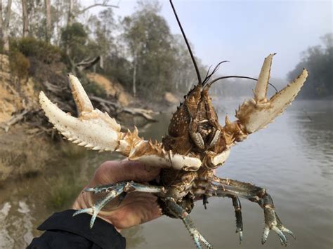 Species of the month - releasing Murray Crayfish back where they were ...