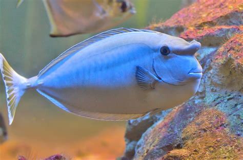 Unicornfish Fish Breed Information and Pictures - PetGuide | Fish ...