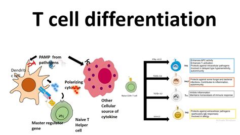 T Lymphocytes Diagram