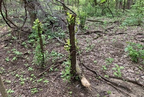 A new tool in our toolbox for buckthorn control: Critical period ...