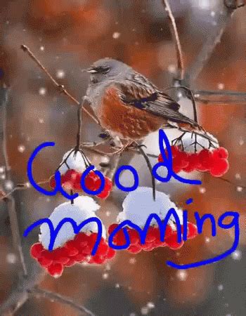 Bird Snow GIF - Bird Snow GoodMorning - Discover & Share GIFs