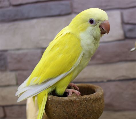 Lutino or Yellow Quaker Parrot http://www.mdbirdfarm.com/Yellow_Quaker ...