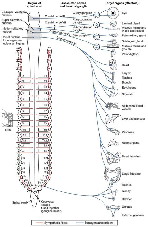 Anatomy Sympathetic Nervous System | MedicineBTG.com