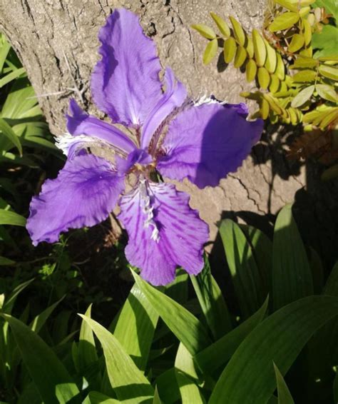 Flower language and symbol of iris flower - Flower Cultivation