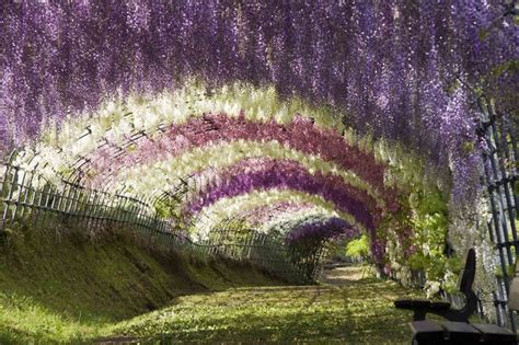 Wisteria Tunnel, Kawachi Fuji Garden, Kitakyushu, Japan photo on Sunsurfer