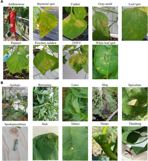 Pepper Plant Disease Identification