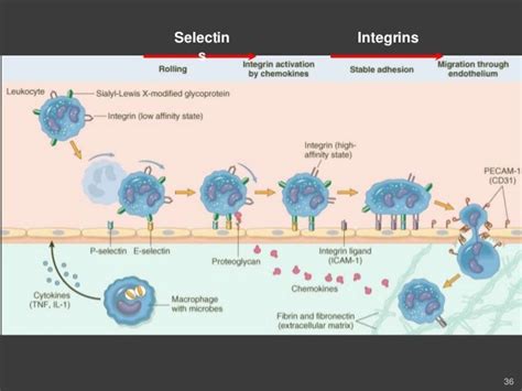 Inflammation and repair darpan