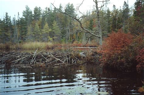 Beaver Dam Benefits in Our Environment | Biophilia Foundation