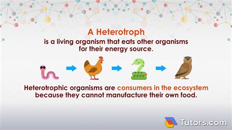 Heterotrophs | Definition, Types & Examples