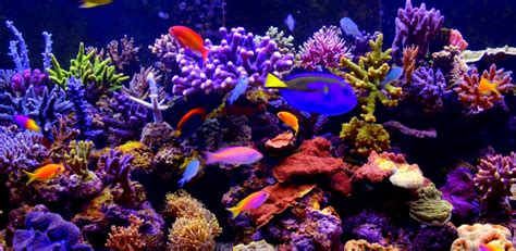 Aquarium 4K video live wallpaper-Amazonアプリストアのアプリ