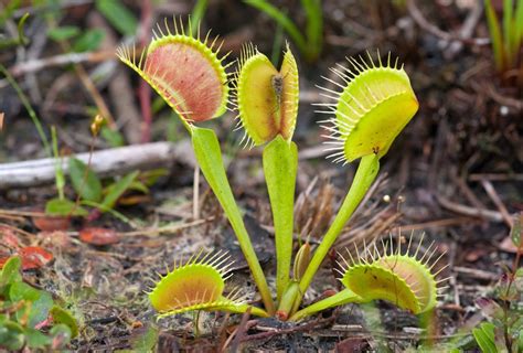 Venus Flytraps Need Protection From Poachers in North Carolina - The ...