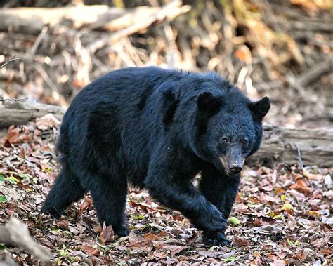 Smoky Mountain Black Bear Photograph by Ken Lawrence - Fine Art America