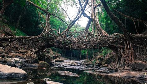 Living Root Bridge Tour - Kamakshi Tours