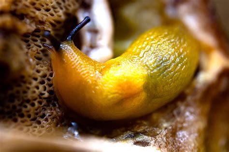 Are Banana Slugs Poisonous? The Surprising Truth