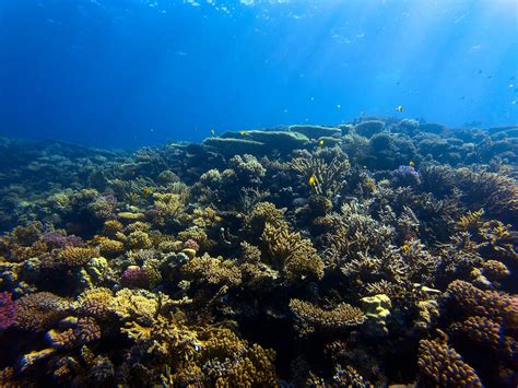 Fishes on Corals Underwater · Free Stock Photo