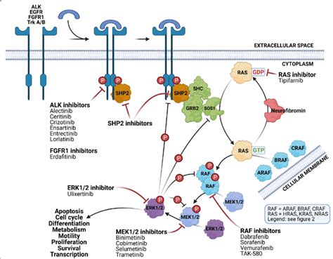 The Ras Mapk Signaling Pathway And Associated Developmental Download ...