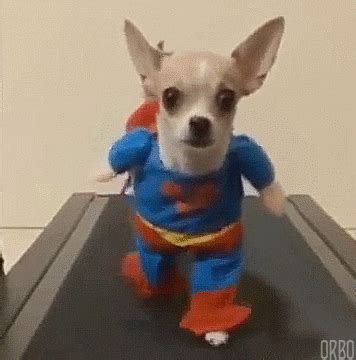 Dog GIFs - Find & Share on GIPHY