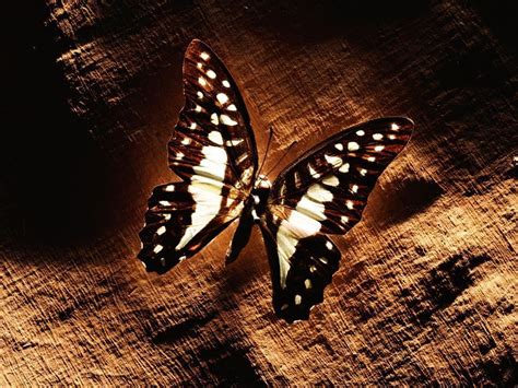 Brown Butterfly - Butterflies Wallpaper (13257067) - Fanpop