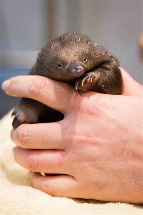 Leo the Echidna puggle tested fate when he was found at only a month ...