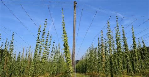 Growing Hops: The Complete Guide to Plant, Care, & Harvest Hops (2023)