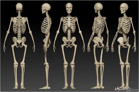 Human Skeleton and Muscle Structure - Body Adaptation