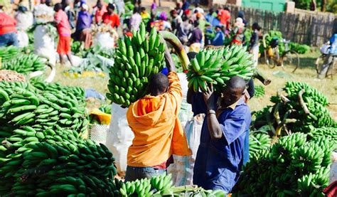 Unlocking Nigeria's Agriculture Potential - Stears Business