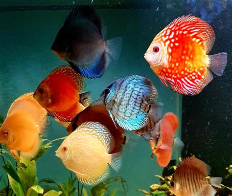 Judy and Rich’s Discus Tank | Show Us Your Tanks