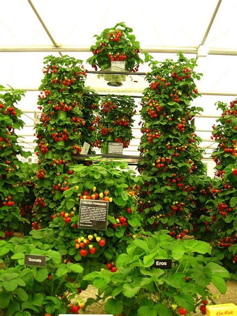 Strawberries | Flickr - Photo Sharing! Strawberry Planters, Strawberry ...