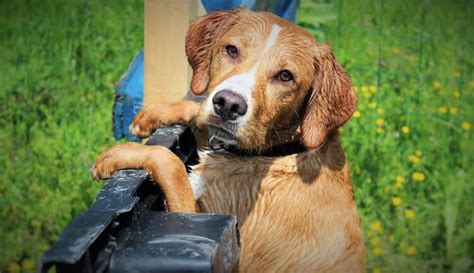 Beagador - The Beagle Lab Mix - Complete Breed Guide - Animal Corner