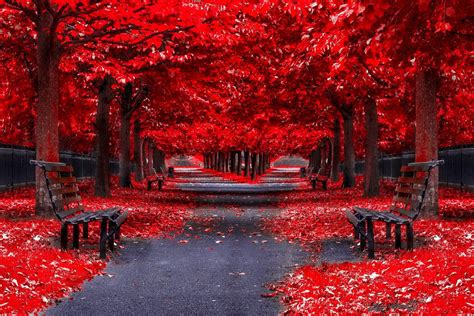 Wallpaper ID: 526596 / footpath, red, park, tree trunk, fall computer ...