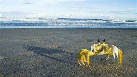 Yellow Crab « MyConfinedSpace