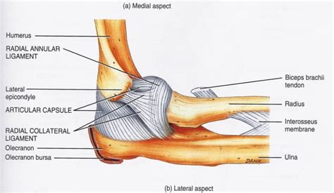 What is Tommy John Surgery?