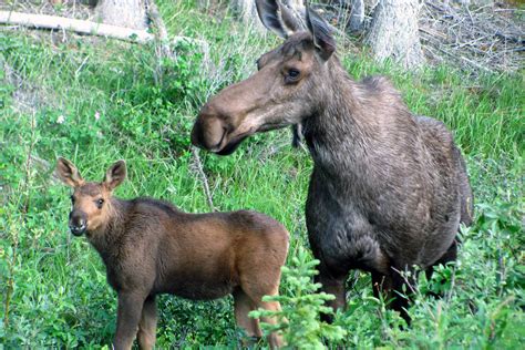 Moose / Elk Facts and Adaptations - Alces alces