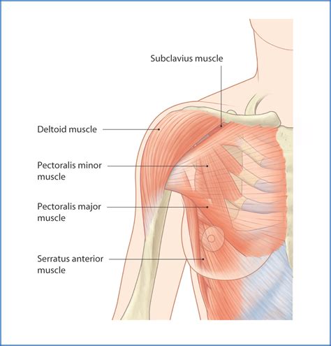 Breast and Pectoral Region | Basicmedical Key