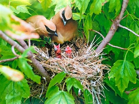 How Long Do Baby Birds Stay in the Nest? - Birds and Blooms